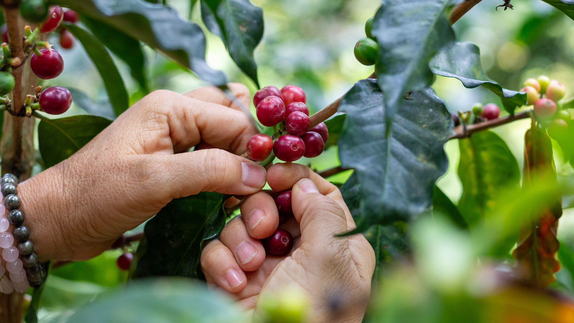 Manos seleccionando cerezas maduras de cafe en la finca